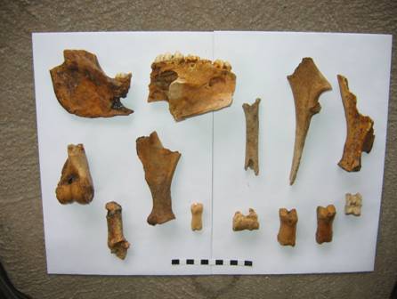 Oase de animale din nivelul Wietenberg / Animal bones from Wietenberg level