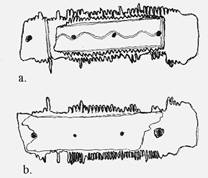 Fig. 1. Miercurea Sibiului-Petriş. Inventarul mormântului M 2. piepten din os ornamentat cu linii incizate în val